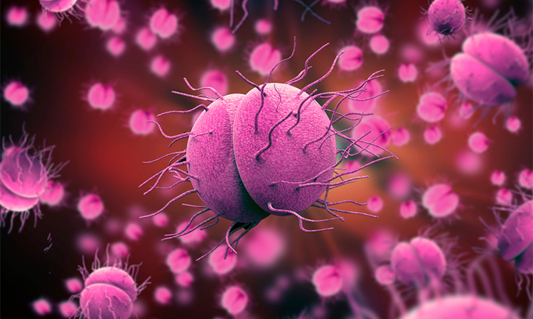 3D illustration of gonorrhoea bacteria, Neisseria gonorrhoeae or Neisseria meningitidis, gonococcus and meningococcus