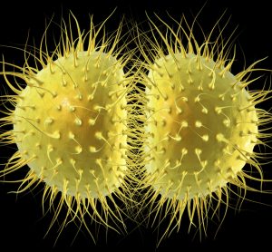 gonorrhoea