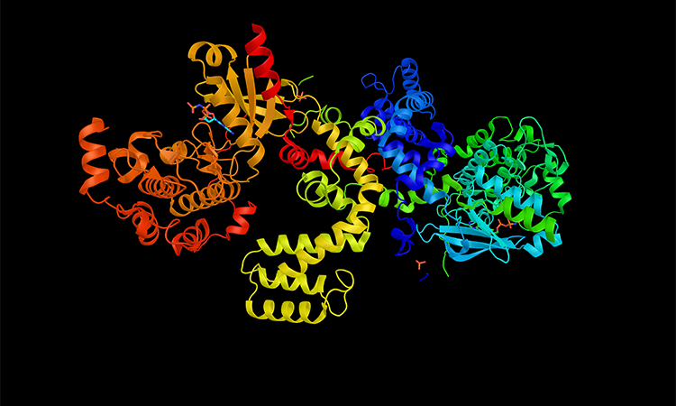 G protein-coupled receptor (gpcr) kinase 6, an enzyme which appears to be involved in responses to morphine. 3d rendering.
