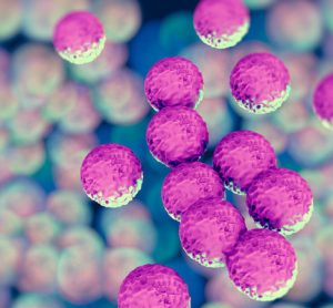 bacteria
