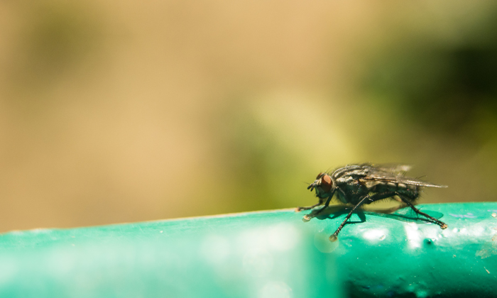 Identification of hits and leads for human African trypanosomiasis