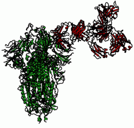 Figure 2: Complex of the CR3022 mAb with the SARS-CoV-2 Spike structure (open state), modelled from recently determined structures, PDB:6VYB and PDB:6YLA