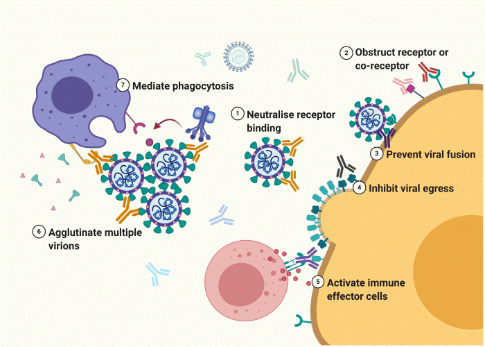 Figure 1: Figure 1: mAbs prevent infection by neutralising the receptor binding domain (1), blocking cellular receptor(s) (2) and preventing target cell membrane fusion and endocytosis (3). Infection with newly formed virion particles is prevented by blocking egress (4). mAbs eradicate viruses by activating natural killer cells to eliminate infected cells (5) and agglutination (6) leading to phagocytosis by macrophages, with or without the complement system (7). Created with BioRender.com.