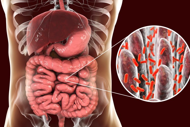 human torso anatomy with a cutaway of bacteria surrounding villi in the digestive tract