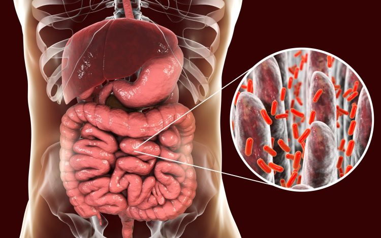 human torso anatomy with a cutaway of bacteria surrounding villi in the digestive tract