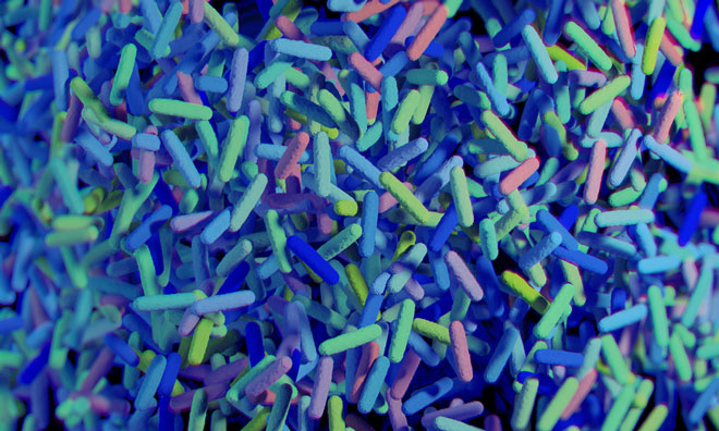 gut microbiota