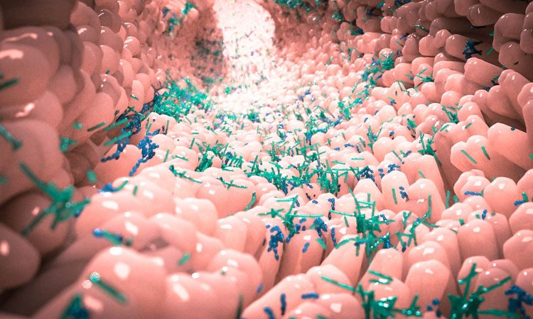 gut microbiota