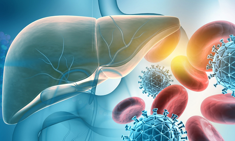 Human liver with hepatitis viruses. 3d illustration