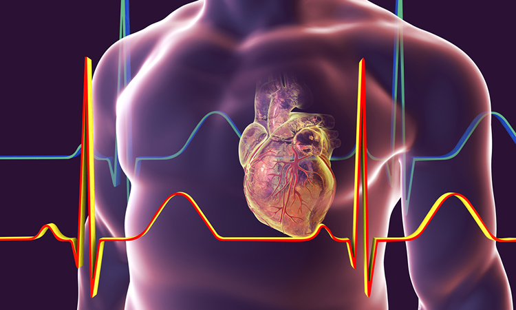 Human heart with heart vessles inside human body and ECG, 3D illustration