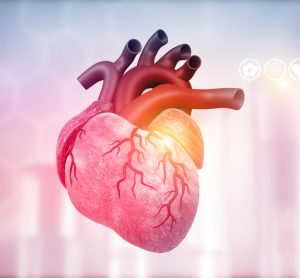 Human heart