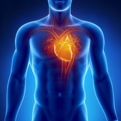 3D rendering of the location, size and anatomy of the heart in the human body