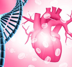 PKP2 gene heart cell