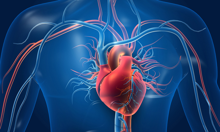 heart disease, Human,Heart,With,Blood,Vessels.,3d,Illustration