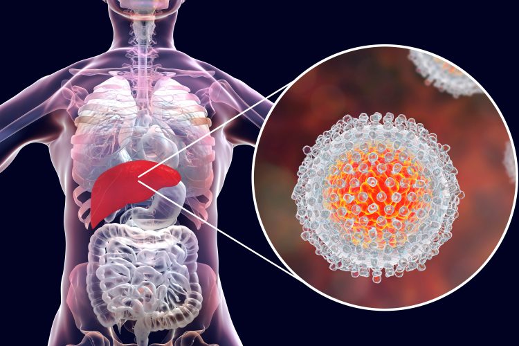 close up of a hepatitis C virus in a cutaway from a human liver