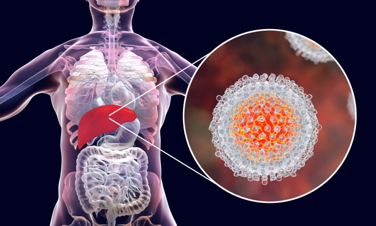 close up of a hepatitis C virus in a cutaway from a human liver