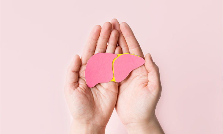 World hepatitis day. Adult hands holding donation liver on pink background. Awareness of prevention and treatment viral hepatitis.