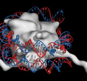 structural image of histones, as a single white mass, wrapped in a strand of DNA