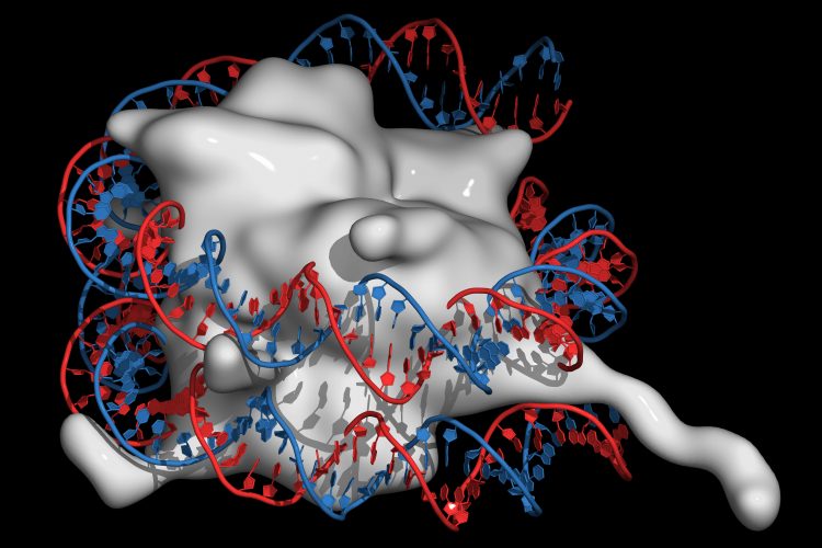 structural image of histones, as a single white mass, wrapped in a strand of DNA