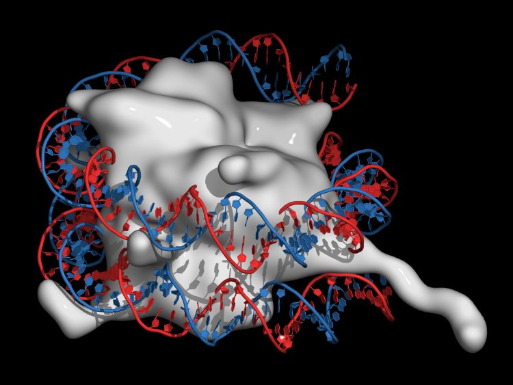 structural image of histones, as a single white mass, wrapped in a strand of DNA