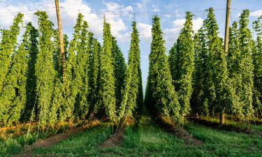 Hops flowers