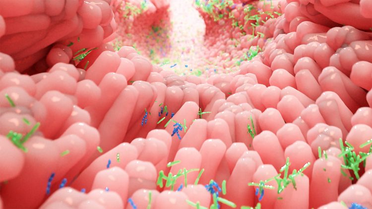 3D rendering of pink villi with blue and green microbes - idea of microbiome of the human intestines