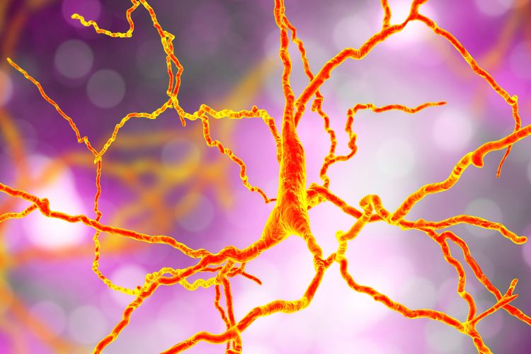 3D rendering of dopaminergic neuron