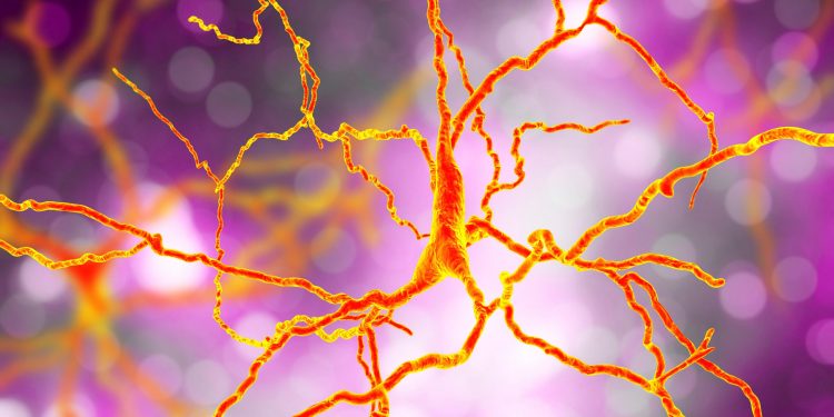 3D rendering of dopaminergic neuron