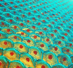 iPS-cells