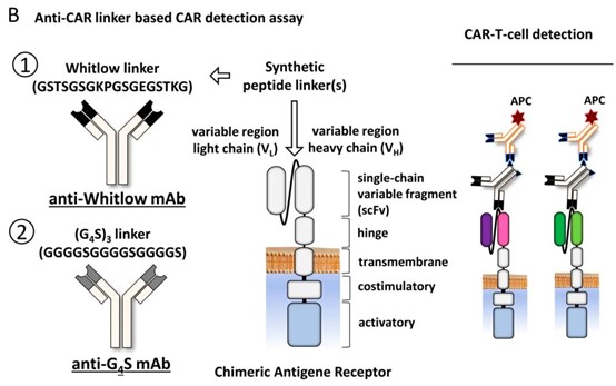 Technical principle of anti-CAR linker based CAR detection assay 