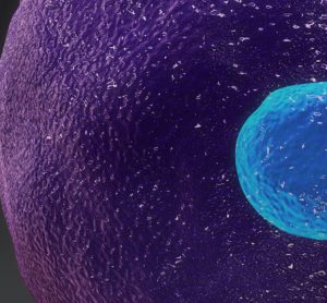 immune cells