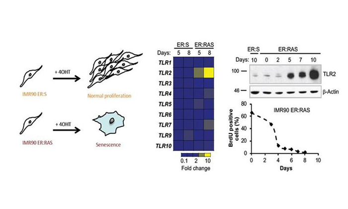 Pdf A New Paradigm Innate Immune Sensing Of Viruses Via The Unfolded