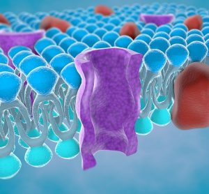 cartoon of the cross-section of a purple ion channel in a blue lipid bylayer (plasma mebrane)