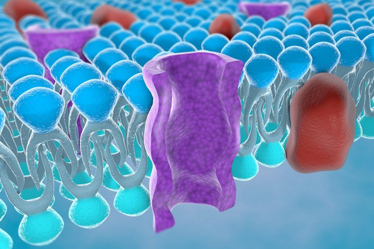 cartoon of the cross-section of a purple ion channel in a blue lipid bylayer (plasma mebrane)