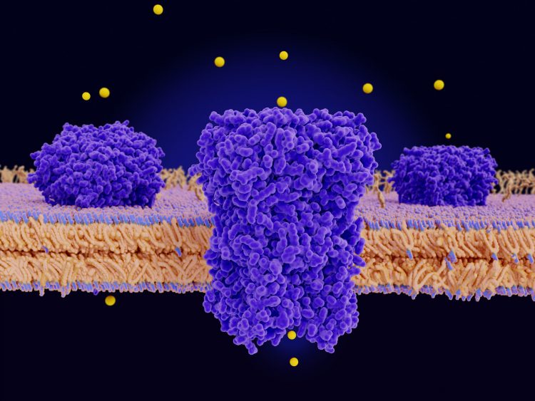 potassium channel in a cell membrane