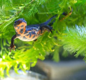 Novel gene in red blood cells may help adult newts regenerate limbs