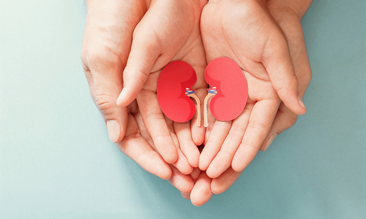 Adult and child holding kidney shaped paper, world kidney day, National Organ Donor Day, charity donation concept