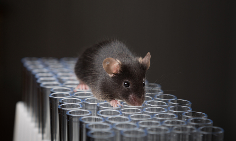 mouse on tubes in a lab