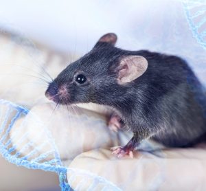 mouse perched on researcher's gloved hands