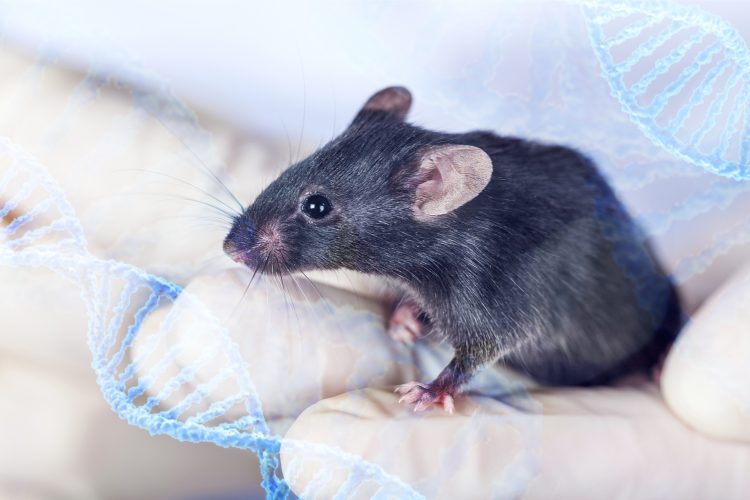 mouse perched on researcher's gloved hands