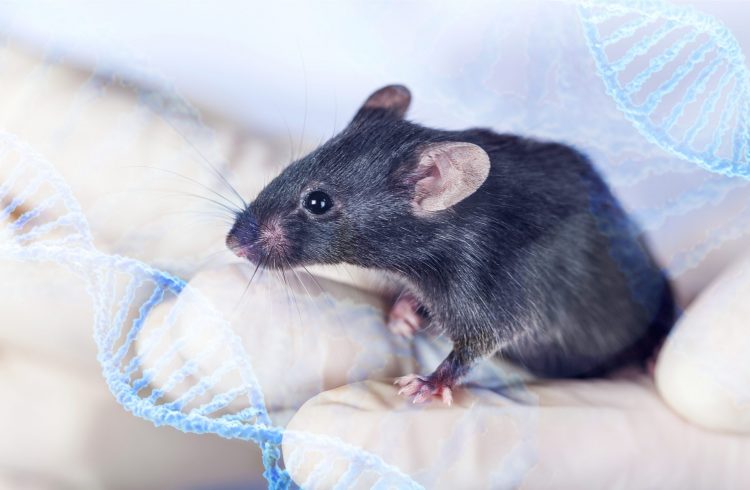 mouse perched on researcher's gloved hands