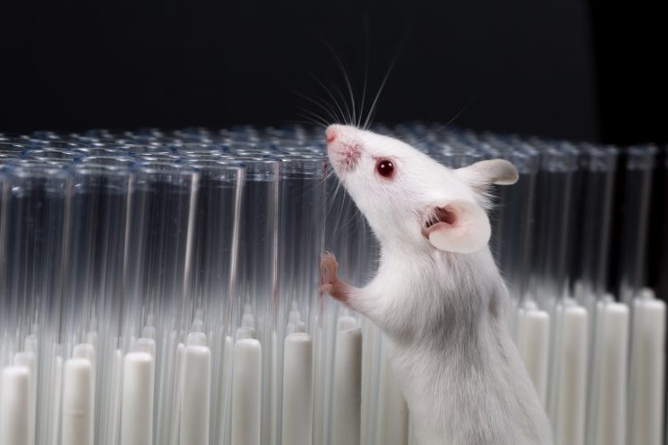 white lab mouse next to test tubes