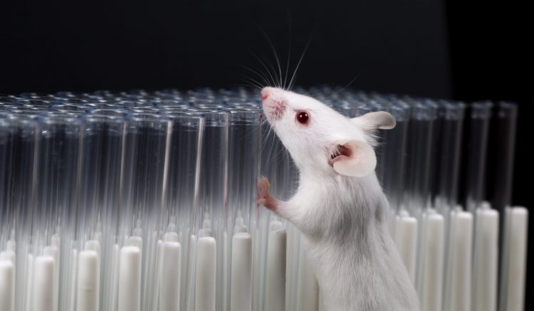 white lab mouse next to test tubes