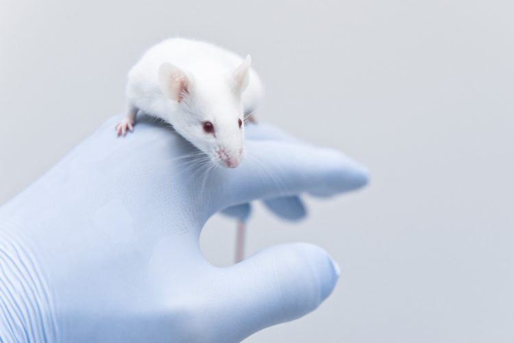 white laboratory rat sat on scientists gloved hand