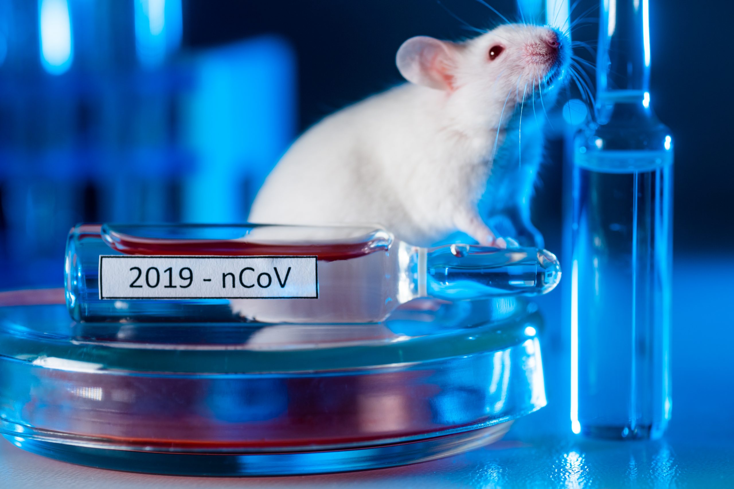 white mouse next to vial of COVID-19 vaccine