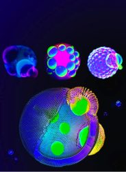 lava lamp cells image