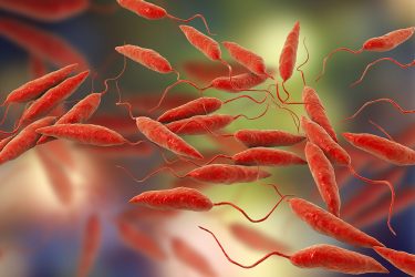 leishmania protozoan parasite in red on an abstract background