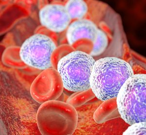 blood vessel with few red blood cells and many white blood cells, indicating leukaemia