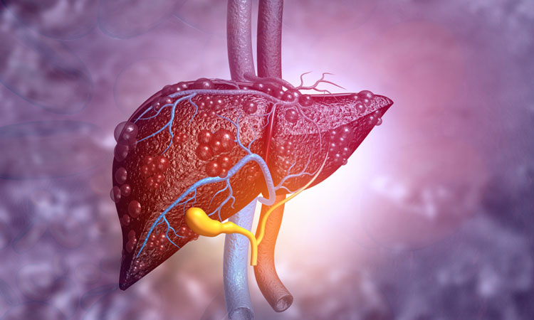 liver