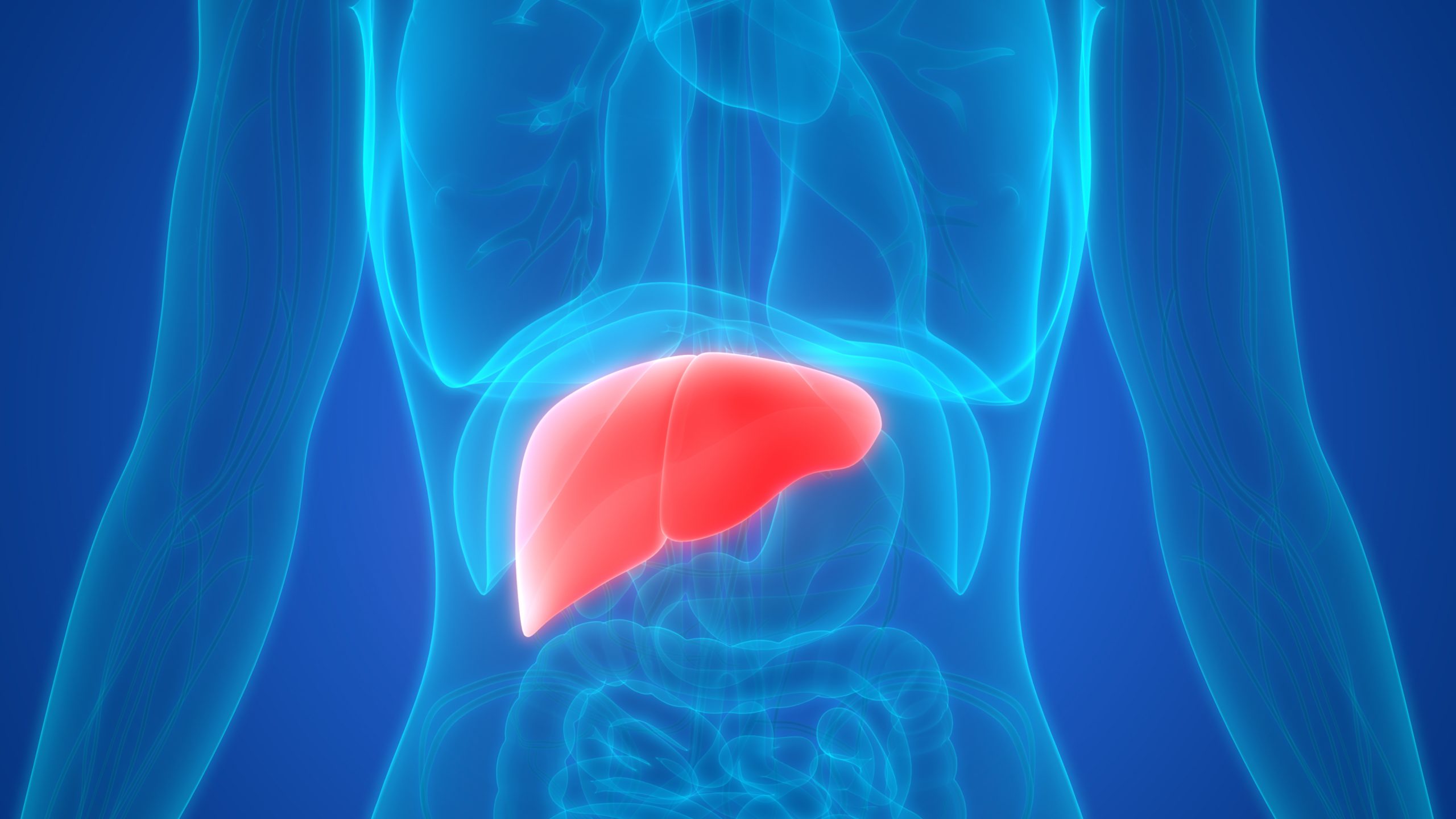 computer image of the liver, highlighted in red, withing the human body