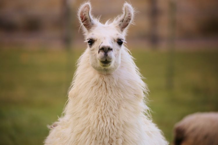 Llama nanobodies